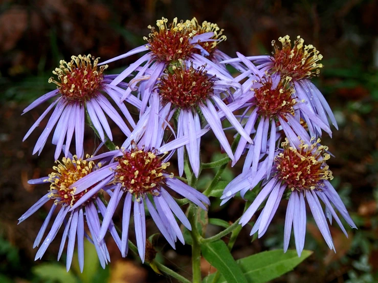 a group of purple flowers sitting in a garden