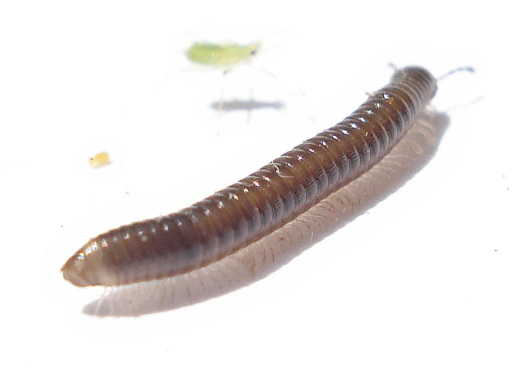 a close up of a large brown caterpillar