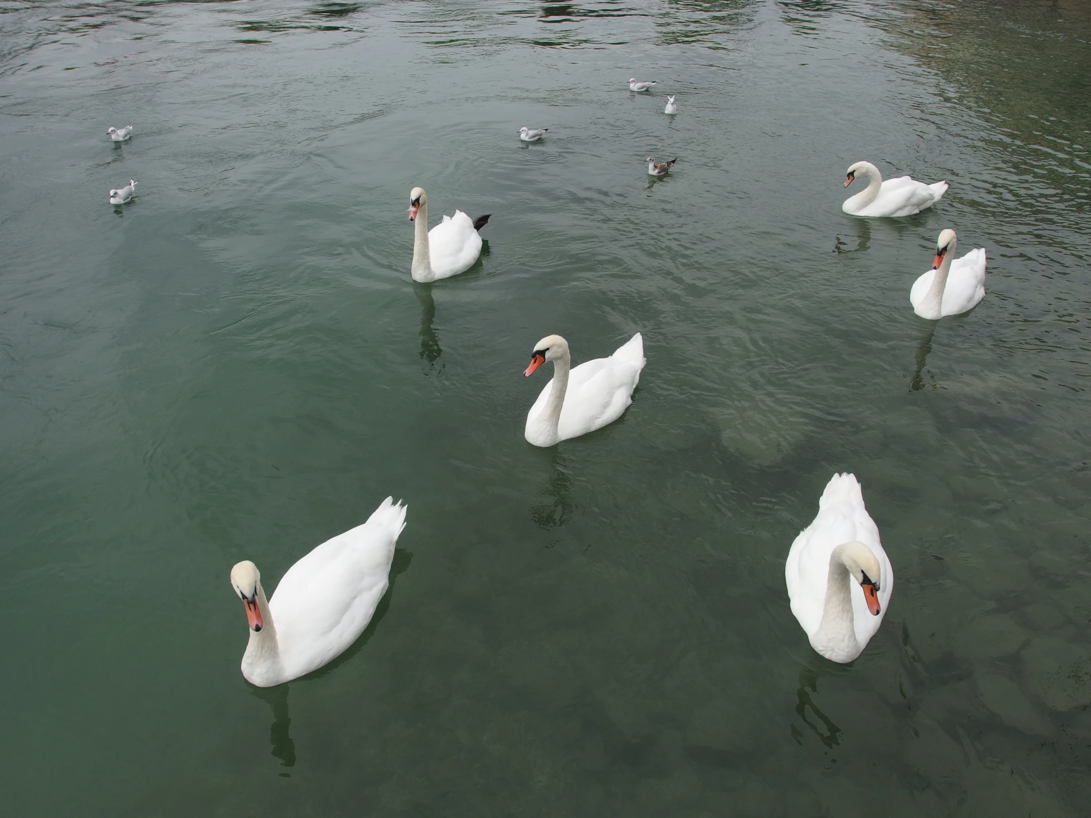 group of white swans in water with a group of seagulls