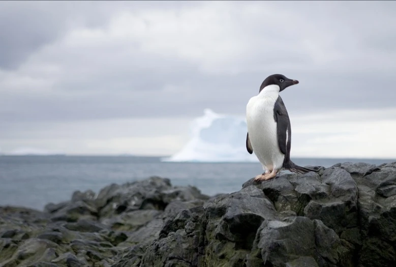 the bird is perched on the rocks by the water