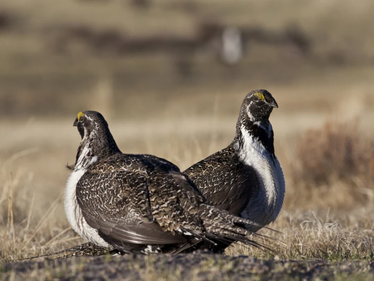 two birds are standing next to each other