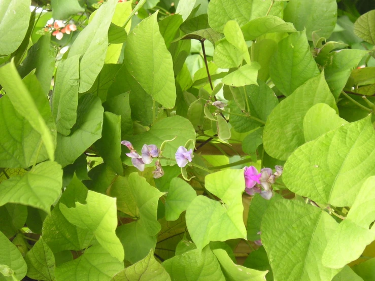 a purple and white flower among leaves in a bush