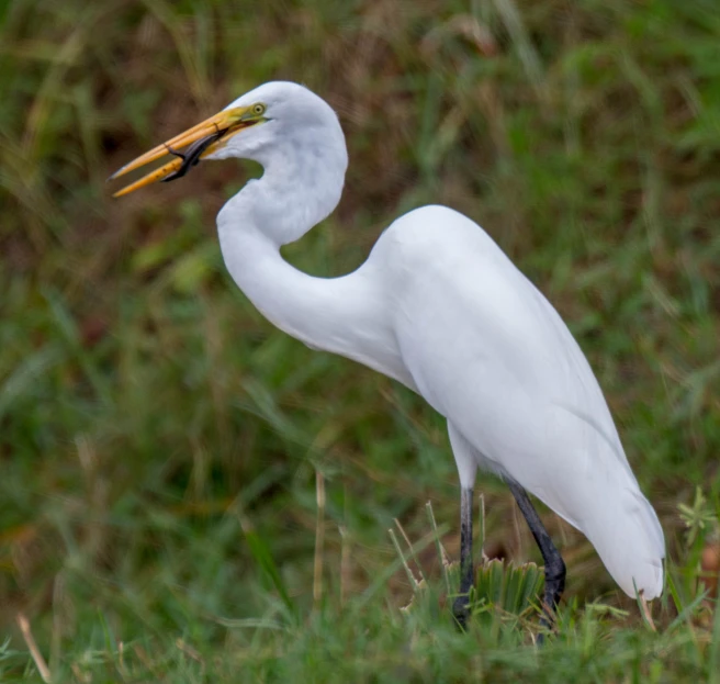 the tall white bird is standing in the grass