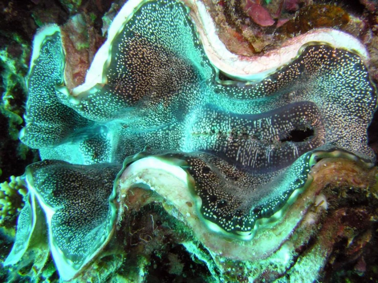 an octo's eye peers out above the corals