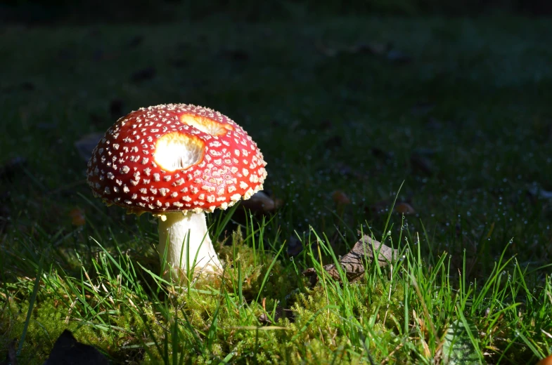 a red and white mushroom is sitting on the grass