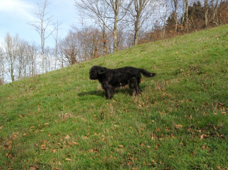 a black dog with long hair walking up a grassy hill