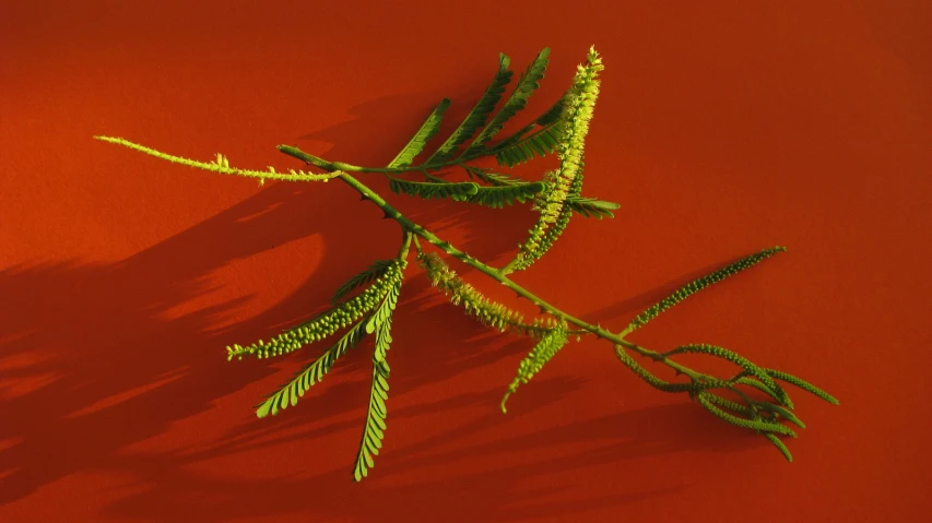 a plant with long stems on a red surface