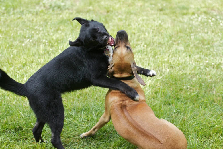 two dogs in a field playing with each other