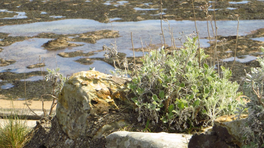 a plant that is growing out of a rock