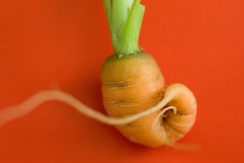 an up close view of a turnip with a single stem of onion