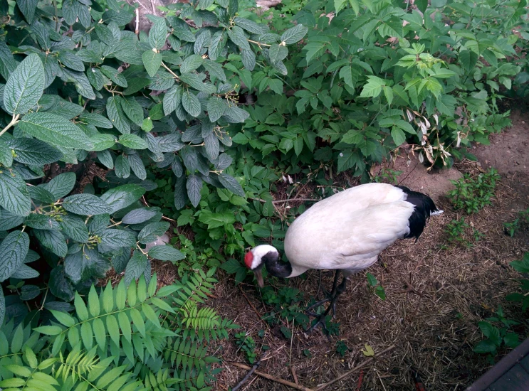 a goose stands on the ground in some green plants