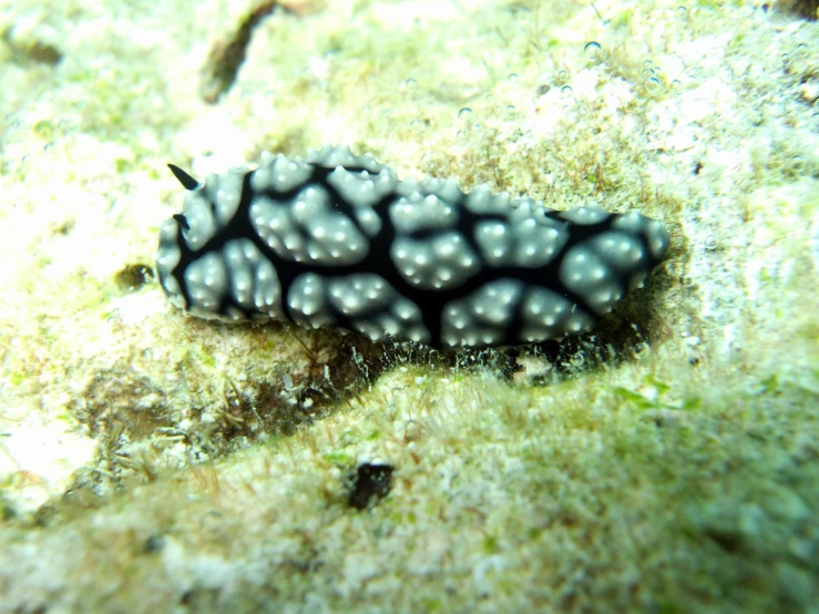 an underwater creature laying on the sand