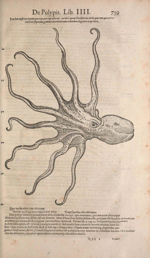 an illustration of a squid in the ocean