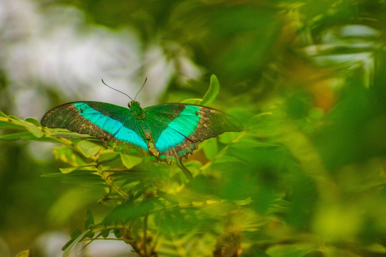 an emerald colored erfly sitting on the top of a tree nch