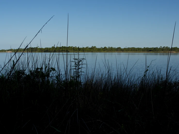 the view of water with many trees around