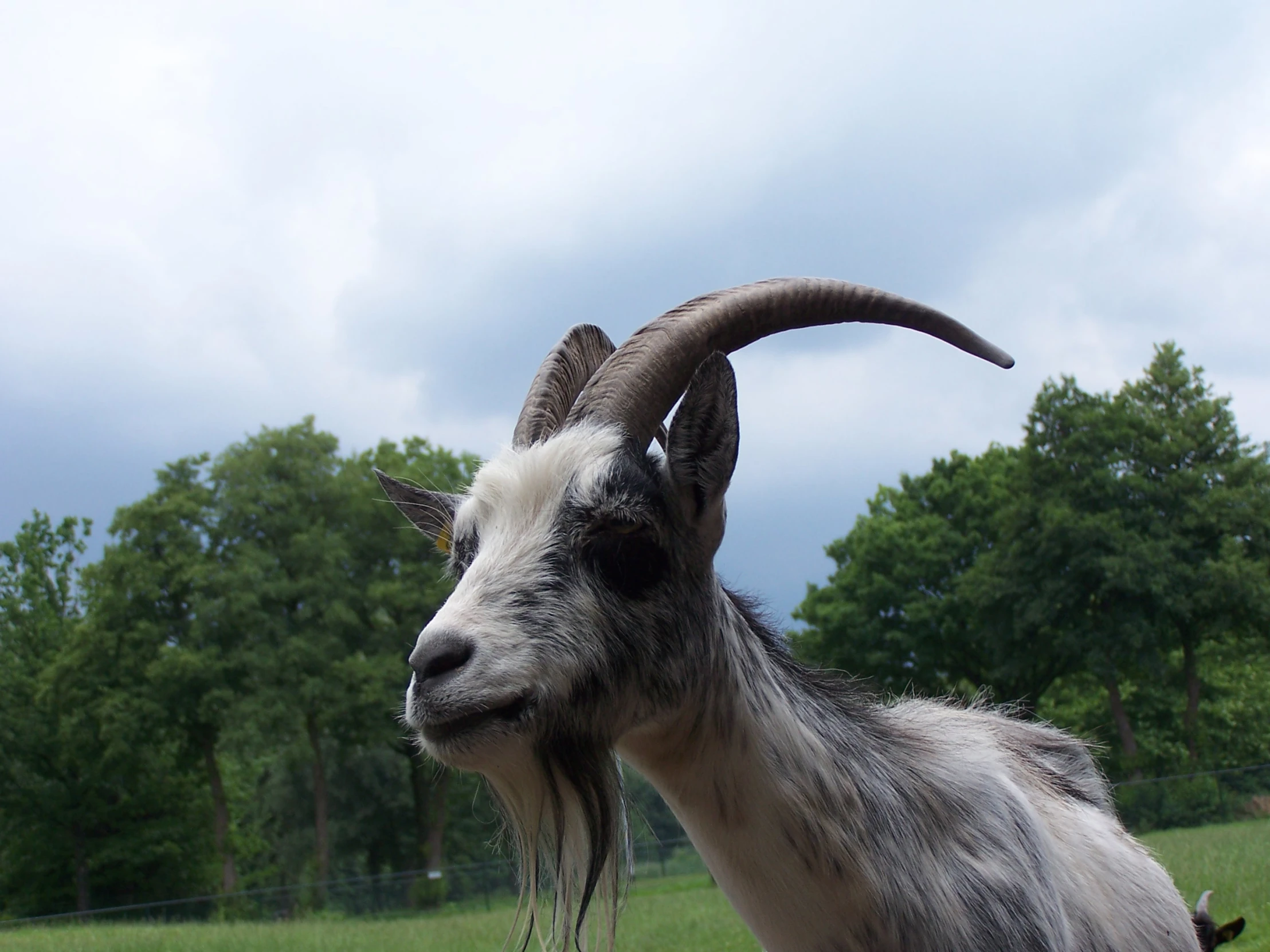 the long horn goat is standing on the grassy field