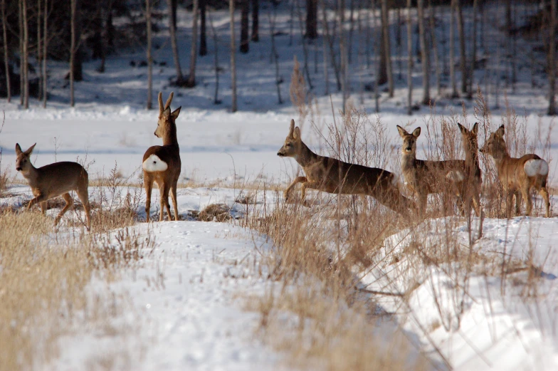 a group of deer standing in a snow covered field