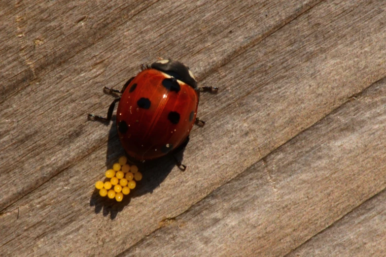 a red bug with black dots eats corn from a wood