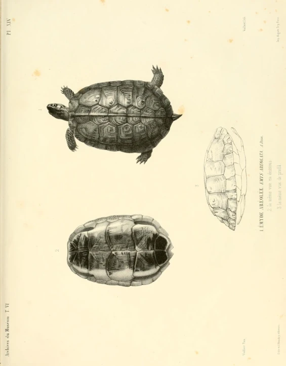 two turtles and a turtle turtle shell are shown