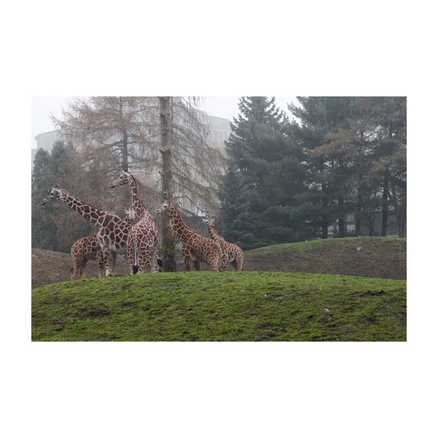 a group of giraffes stand on the hill