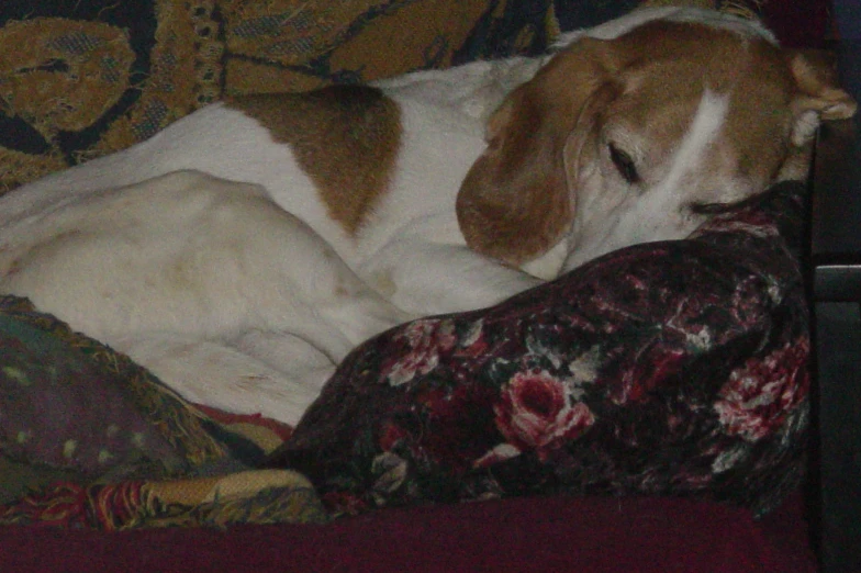 a dog sleeping on a sofa cushion