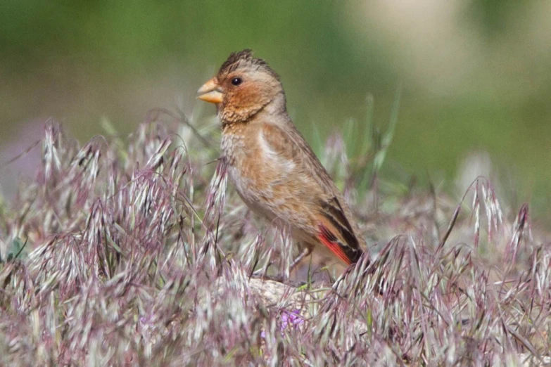 a small bird standing on the edge of a grassy field