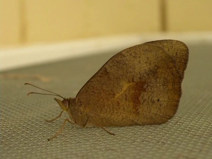 a large moth sitting on a piece of cloth