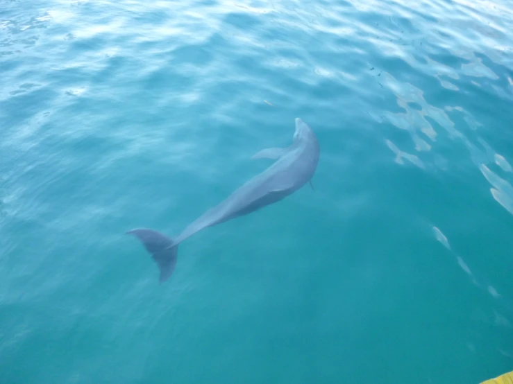 the dolphin is swimming in the water near the boat