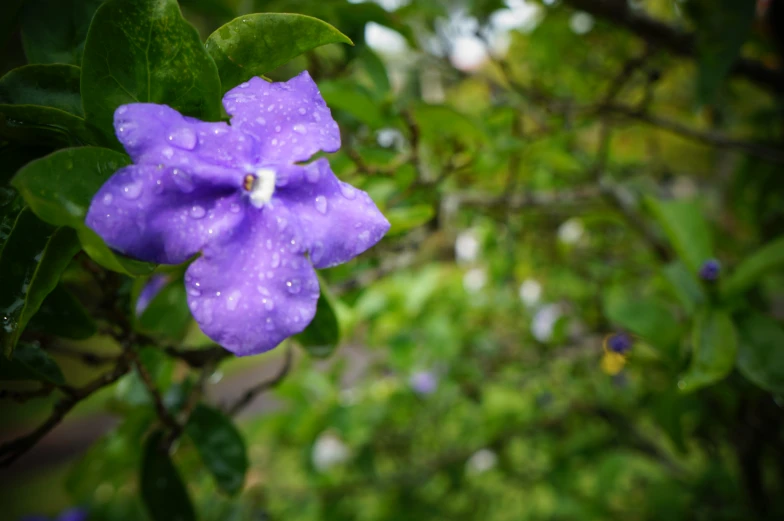 a bright purple flower with a raindrop on it