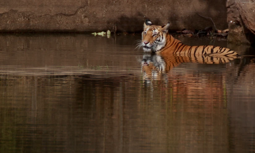 a tiger swimming in water next to rocks