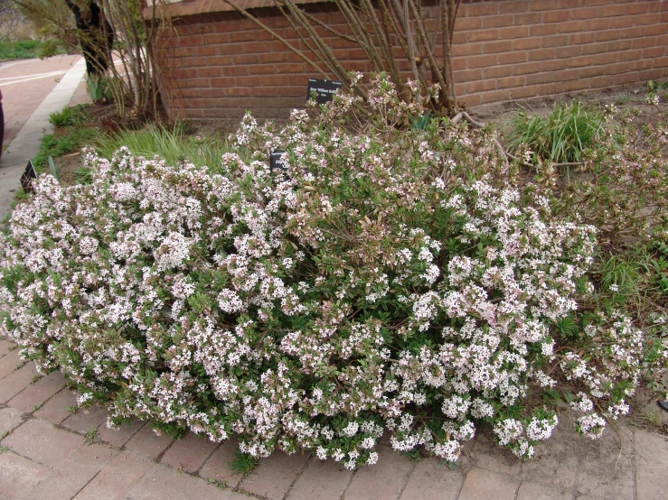 the little shrub is growing near the brick wall