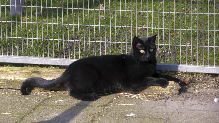 a black cat with yellow eyes laying on the ground