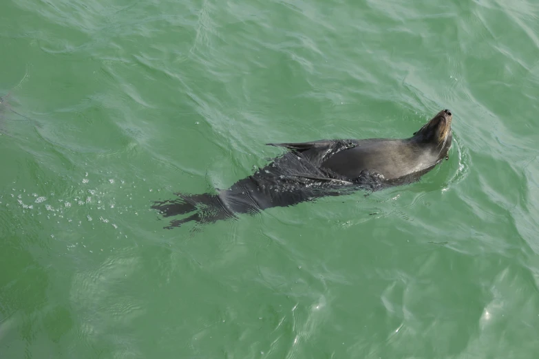 an animal swimming in the water with his head above the water