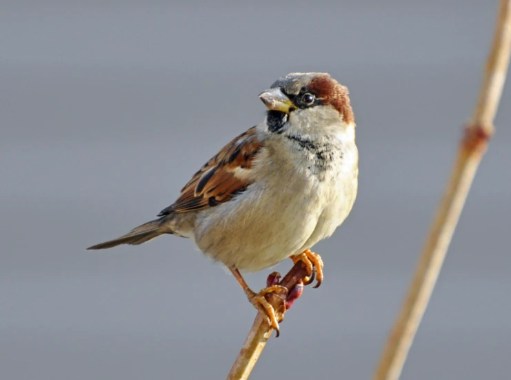 a small bird perched on top of a dry tree nch