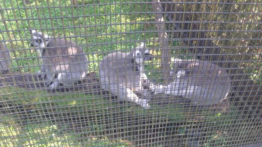 a group of lerasses sitting inside of a cage together