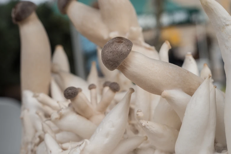 an image of many mushroom mushrooms close together