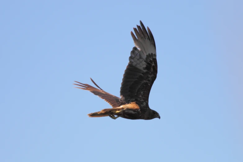 a black bird flying in the sky with its beak open