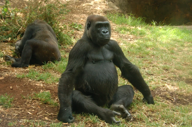 two large gorillas sitting in the grass