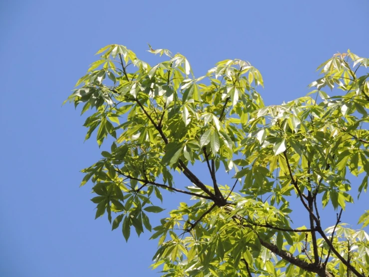 green leaves on the tree against a blue sky