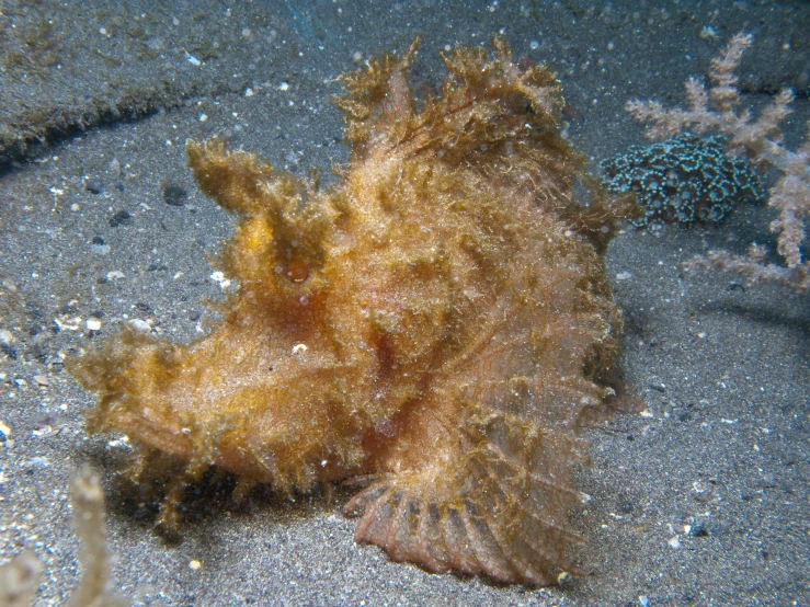 a small fish is sitting on the beach