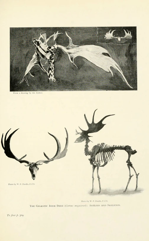 a drawing shows three antelopes, a deer skeleton and a bird skeleton