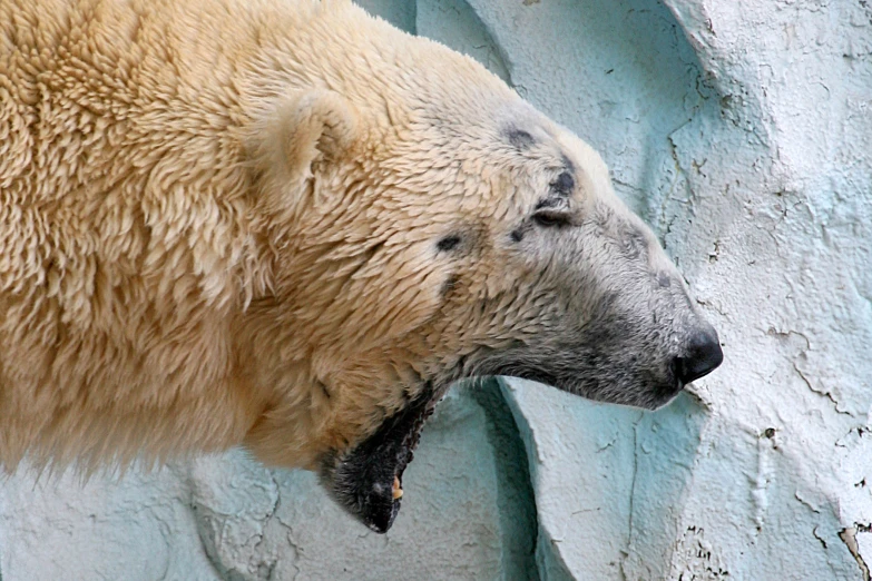 a large polar bear with it's mouth open