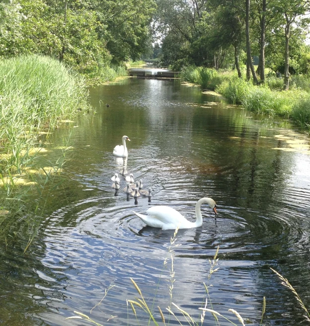 three swans are floating on the water, surrounded by green grass