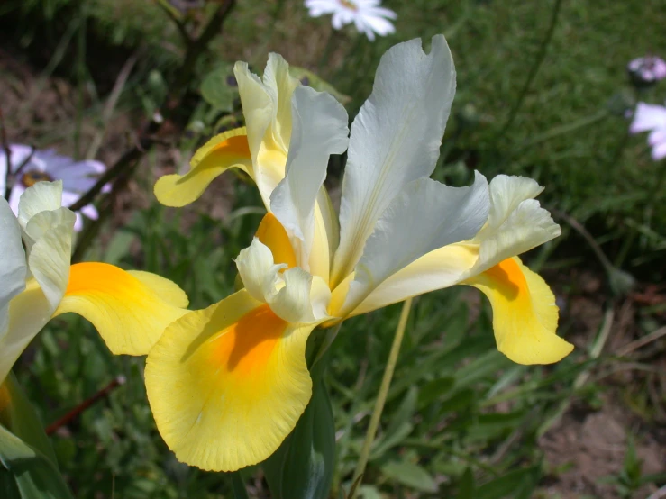 two yellow and white flowers on the field