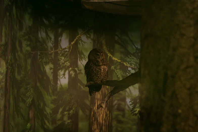 an owl is sitting on the tree nch looking back