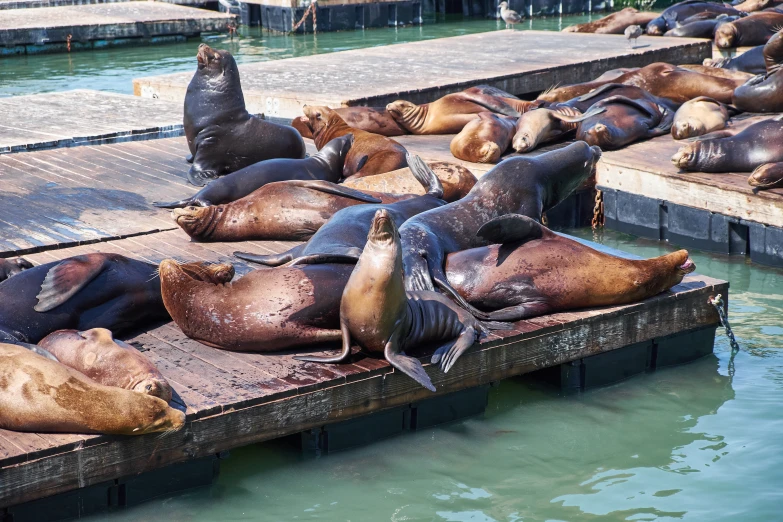 sea lions rest on the dock with their noses in the water