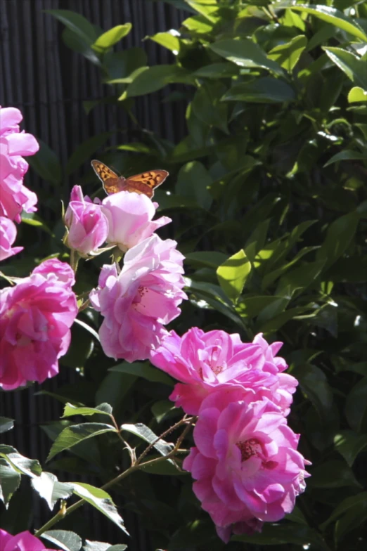 a small brown erfly flying away from flowers