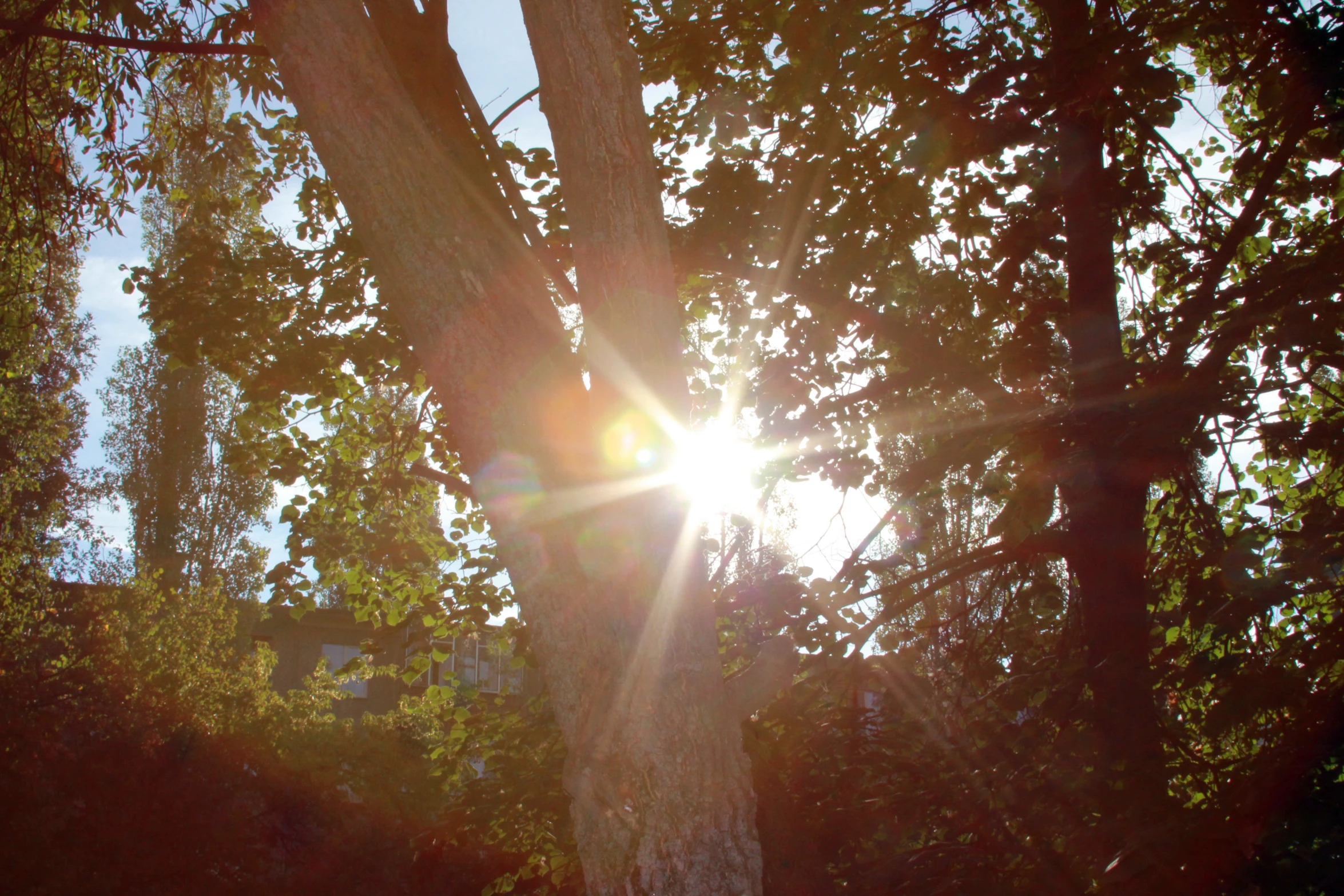 the sun shines on top of an old tree