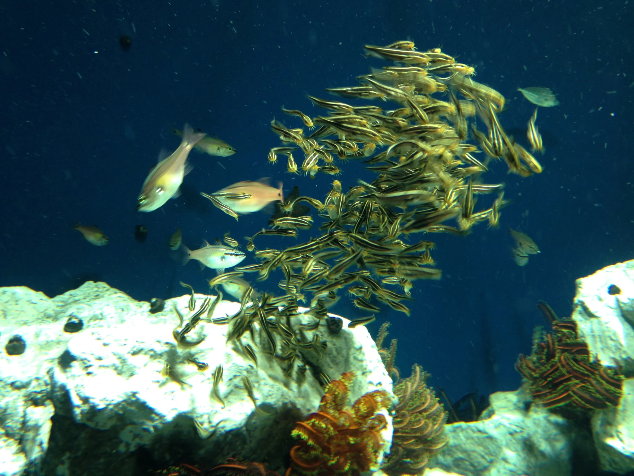 an underwater po of some fish and seaweed