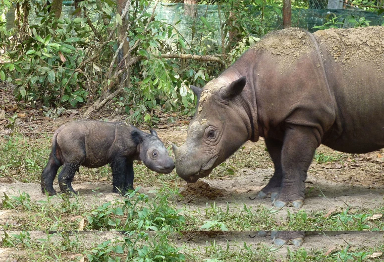 a couple of large and baby rhinos in a field